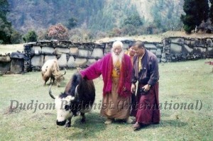 HH Chadral Rinpoche releasing yaks
